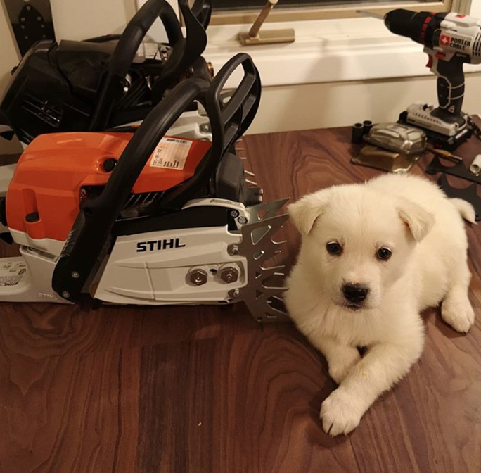 Stihl Chainsaw and Puppy